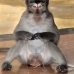 monkey_macaque_balinese_mf_ubud_v_1094_bal4812.jpg